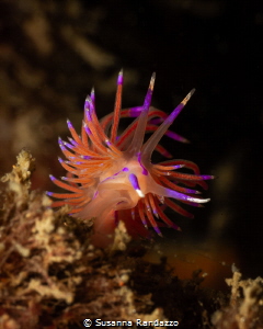 Red flabellina_November 2024
(CanonEF60,1/200,f22,iso100) by Susanna Randazzo 